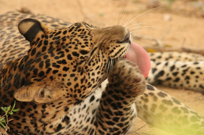 Wildlife Adventure
