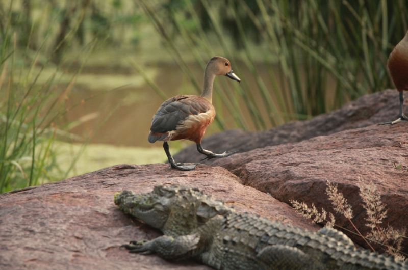 Wildlife Adventure