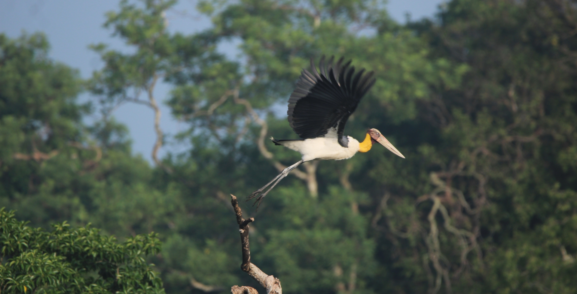 Bird photography in Sri Lanka