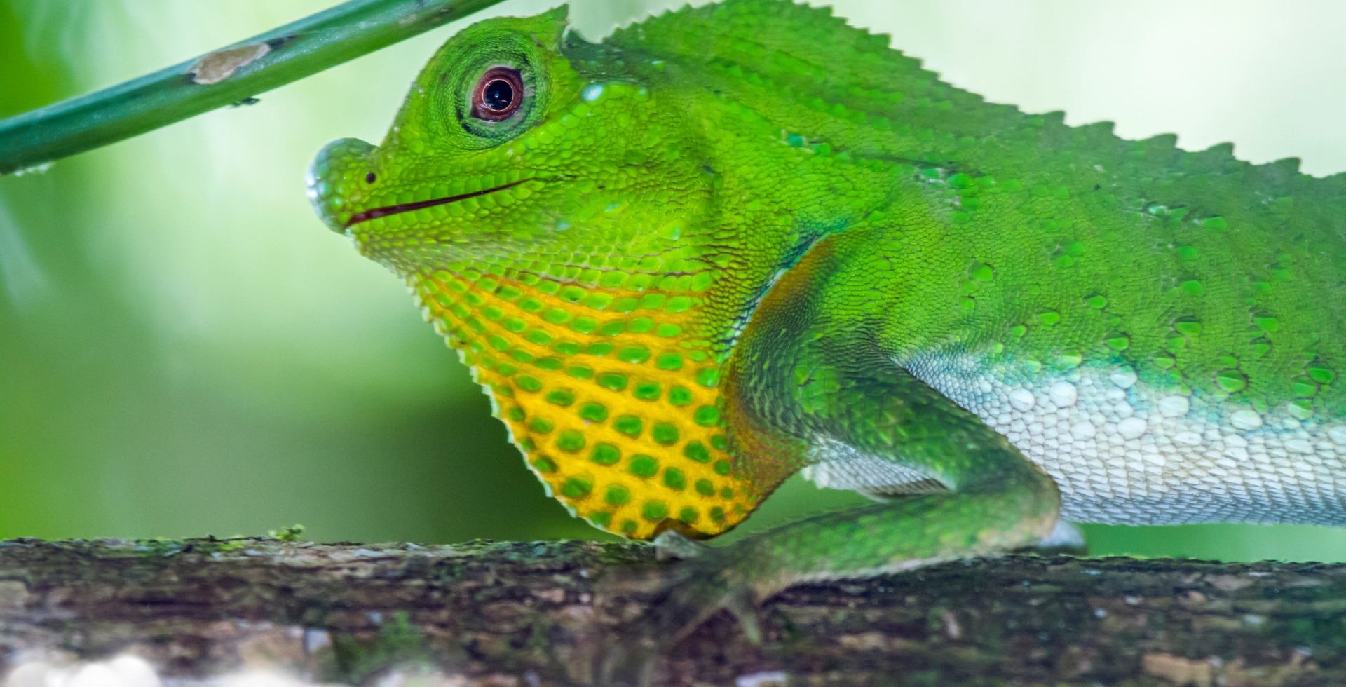 Sinharaja Forest Reserve