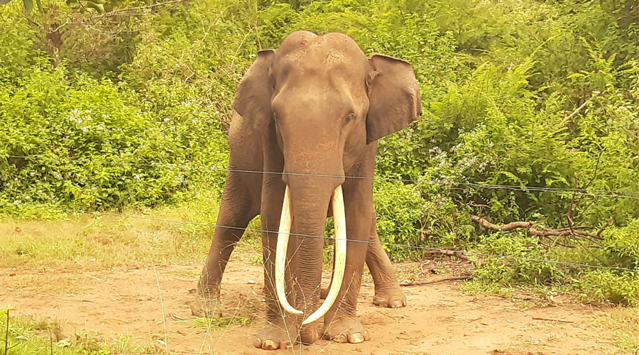 elephant